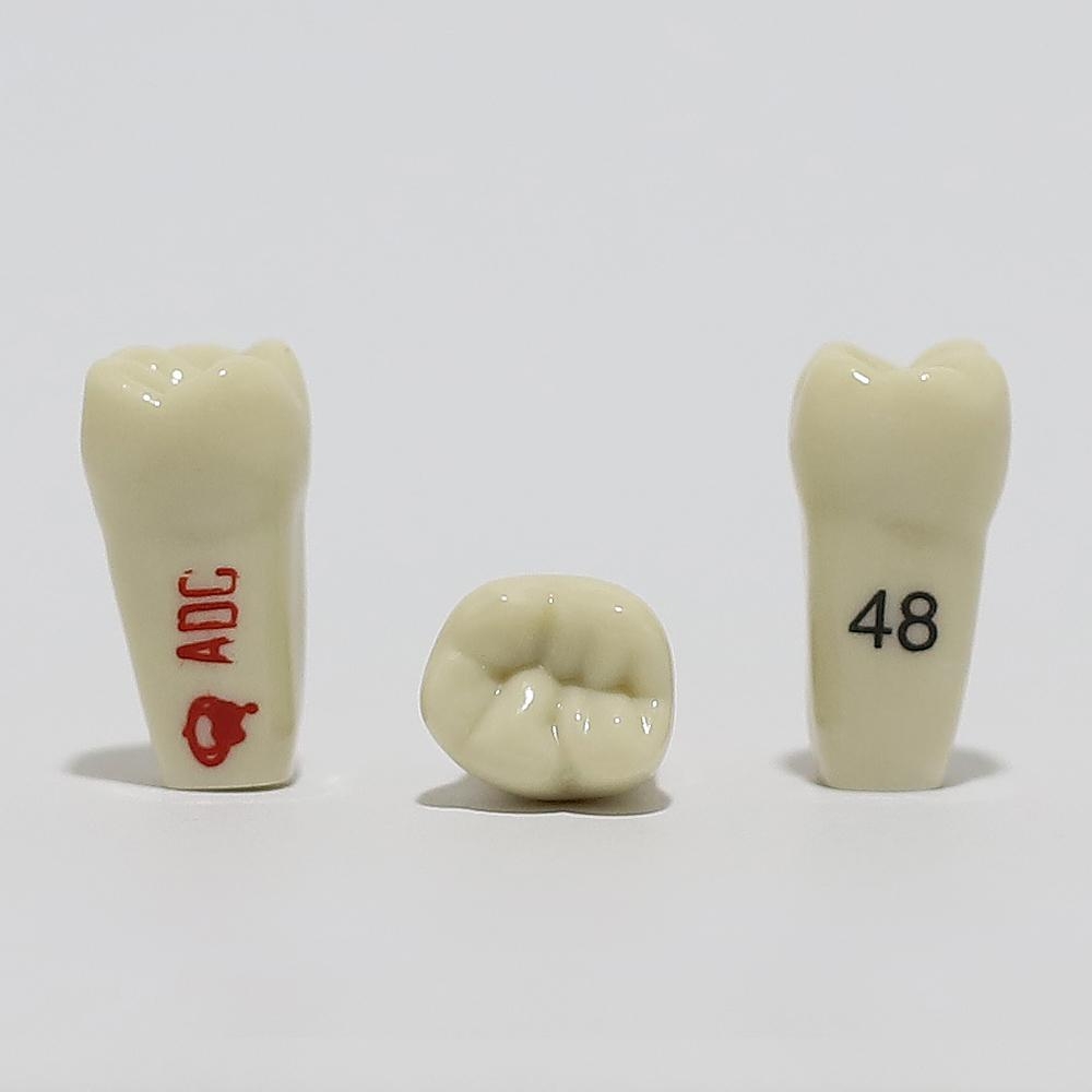 ADC Tooth 48 for ADC Model