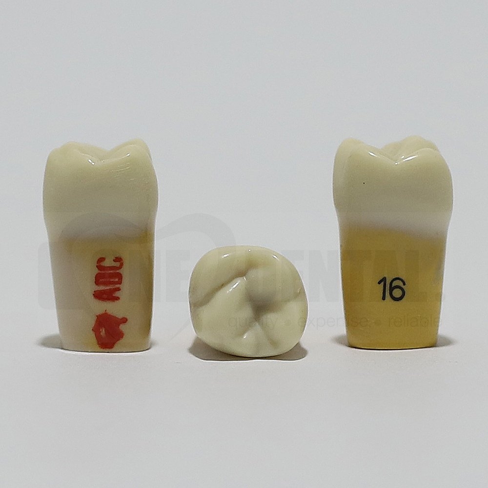 ADC Dentine Enamel 16 for ADC Model