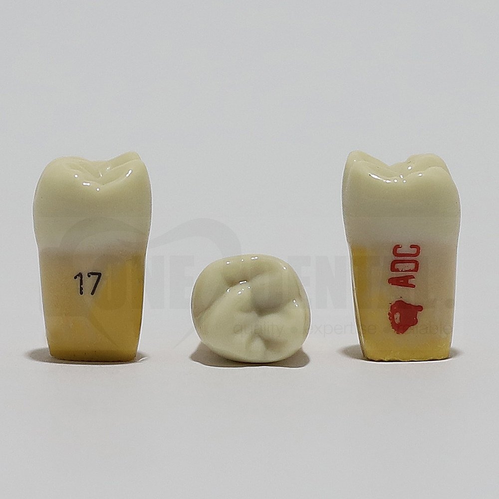 ADC Dentine Enamel 17 for ADC Model