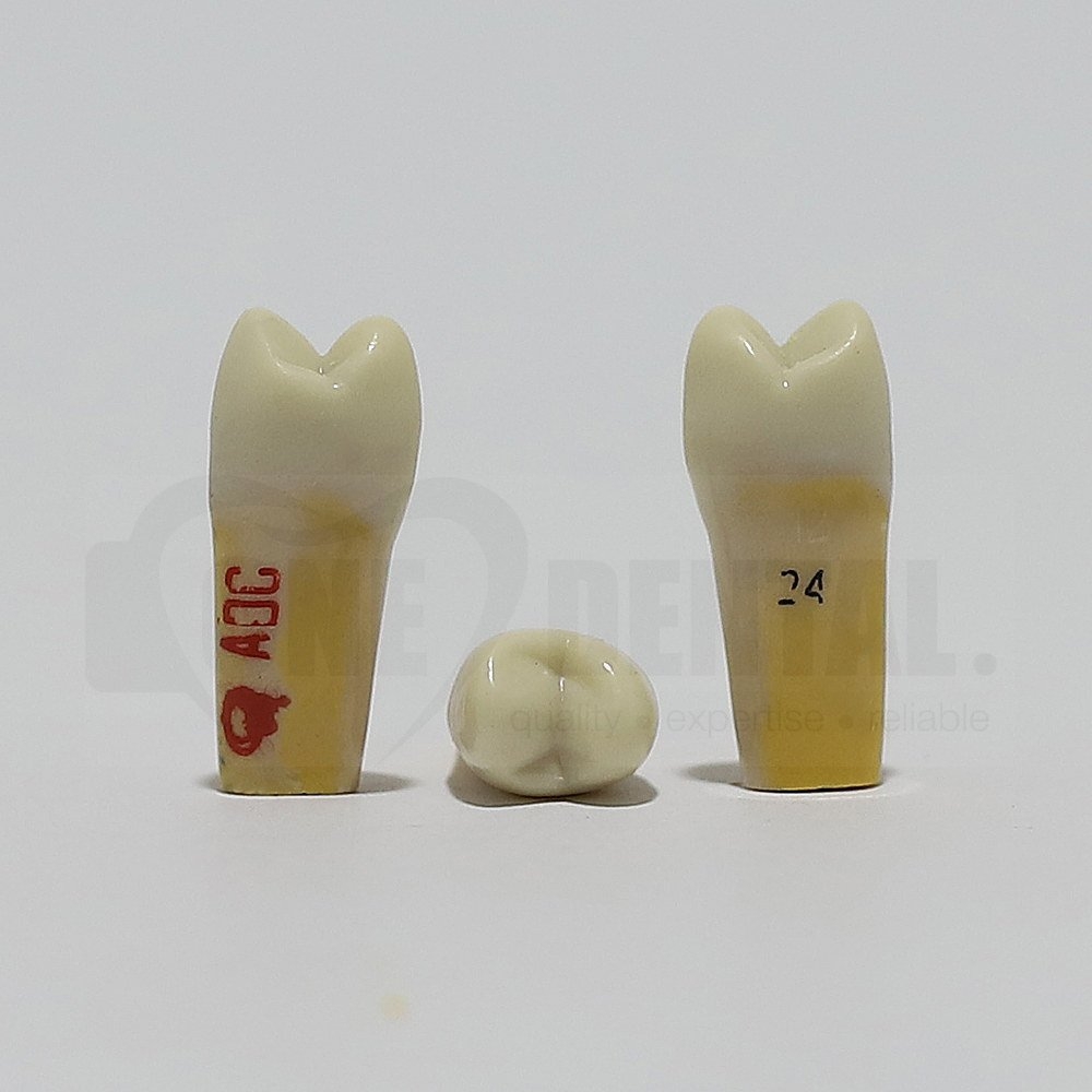 ADC Dentine Enamel 24 for ADC Model