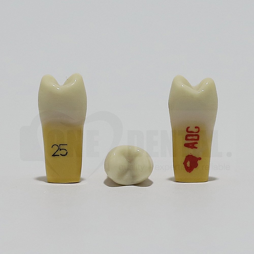 ADC Dentine Enamel 25 for ADC Model