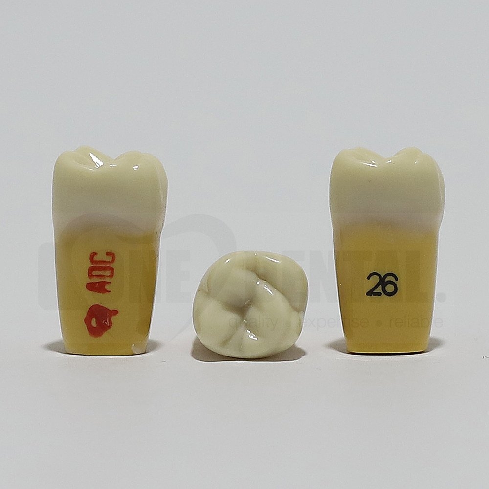 ADC Dentine Enamel 26 for ADC Model