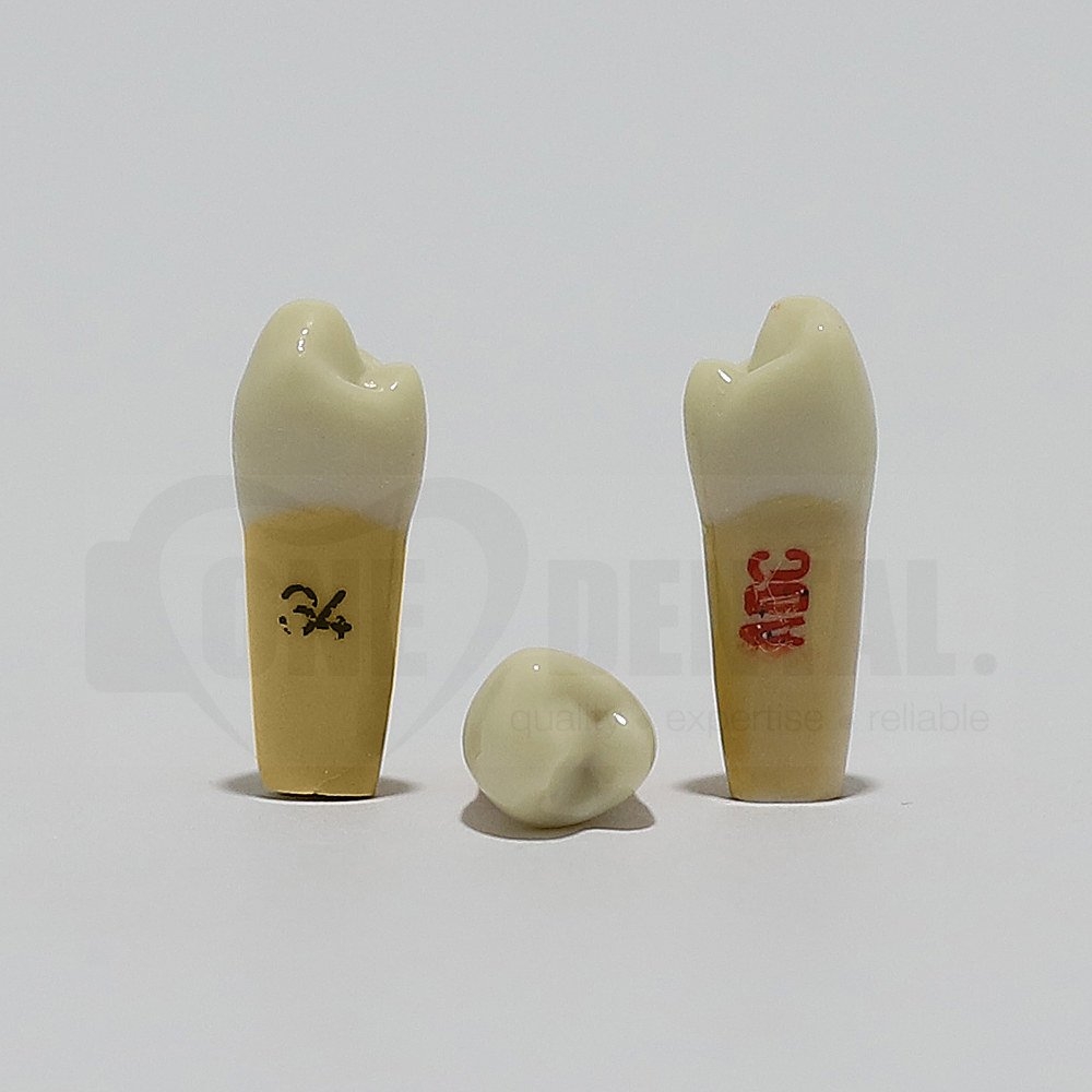 ADC Dentine Enamel 34 for ADC Model