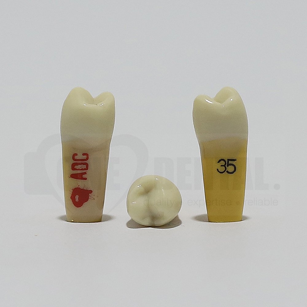 ADC Dentine Enamel 35 for ADC Model