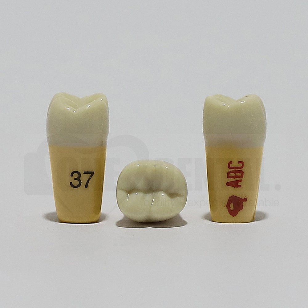 ADC Dentine Enamel 37 for ADC Model