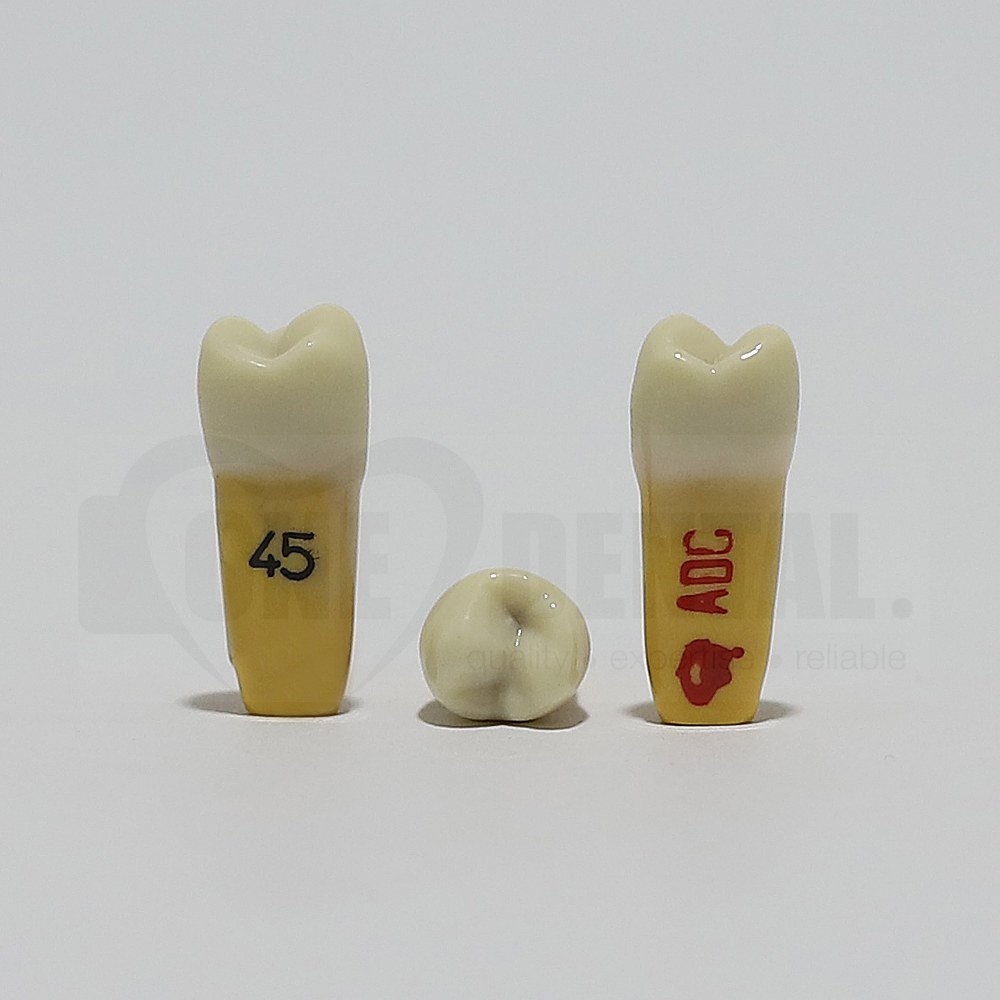 ADC Dentine Enamel 45 for ADC Model