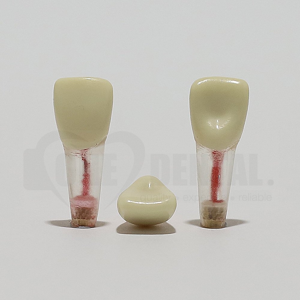Endo Tooth 11 for ADC Model *pre order now *due End April *