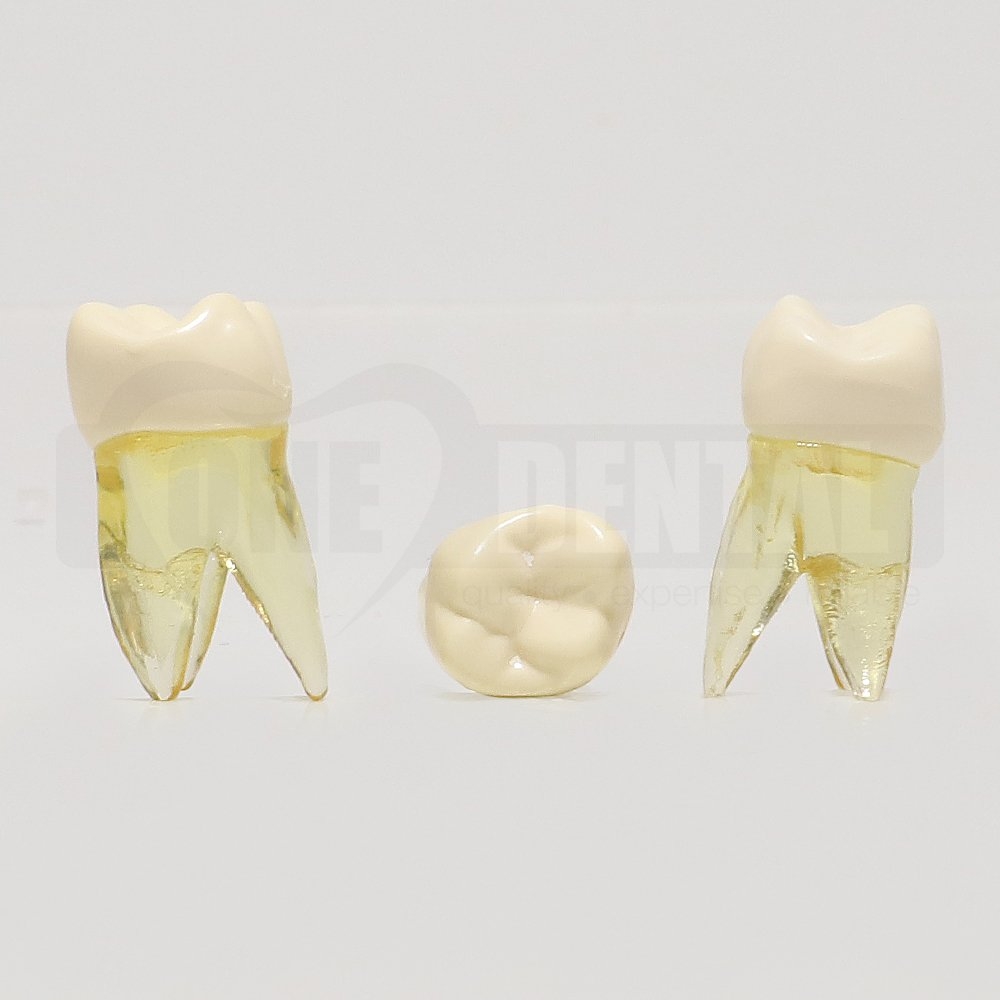 Natural Root Endo Tooth 26