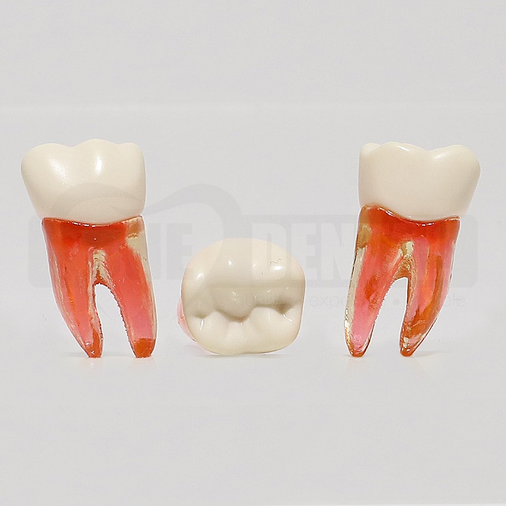 Natural Root Endo Tooth 36