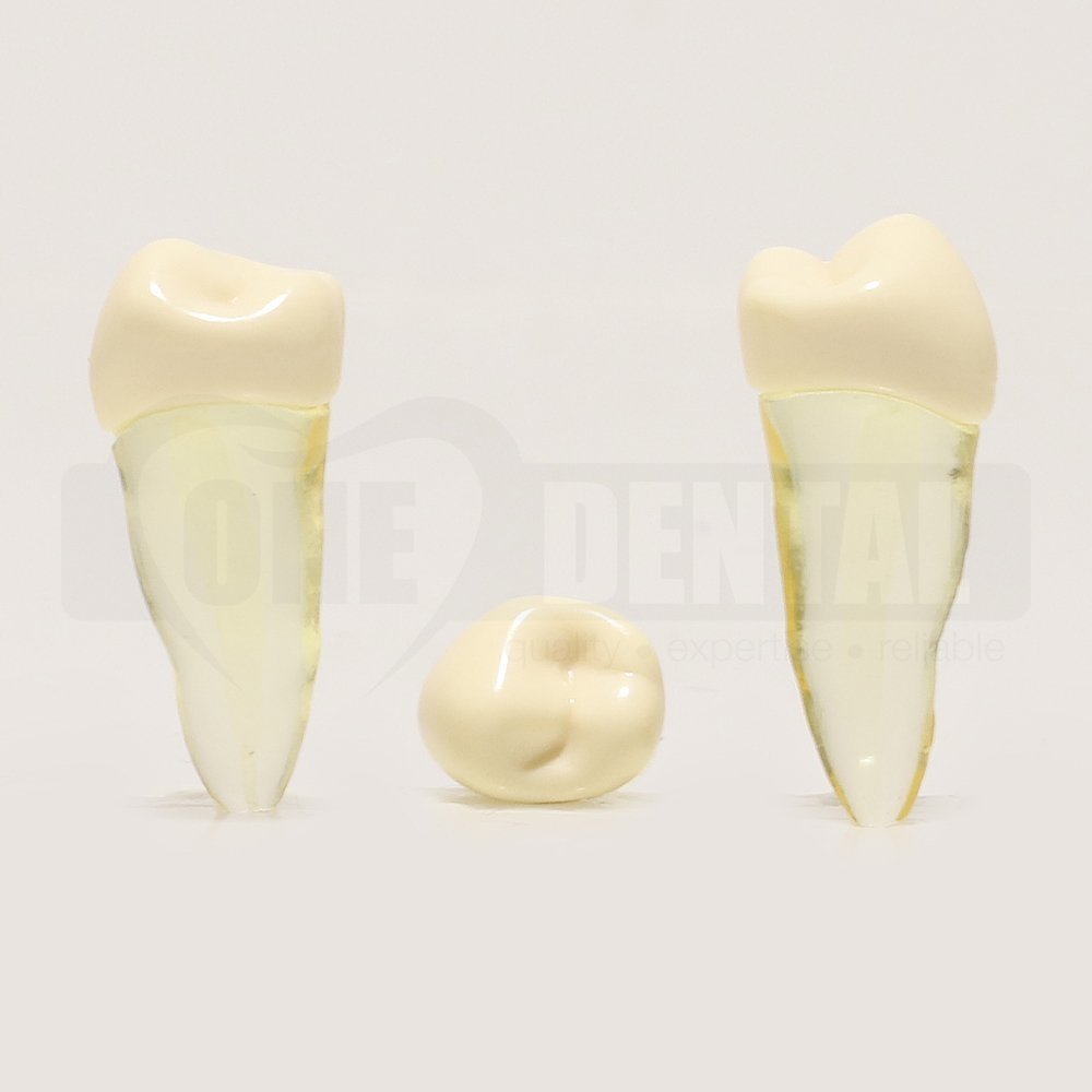 Natural Root Endo Tooth 45