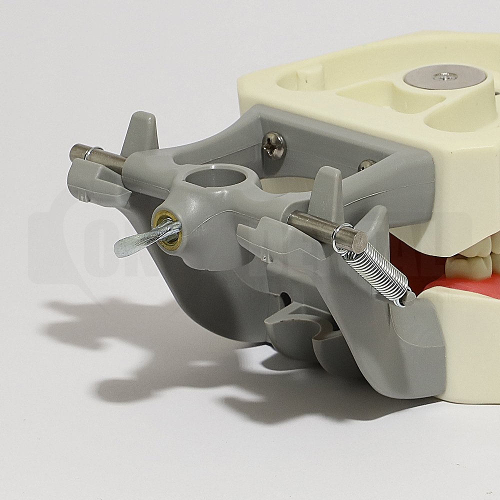 Articulator/Hinge DP (ring) Model not included - for One Dental Models