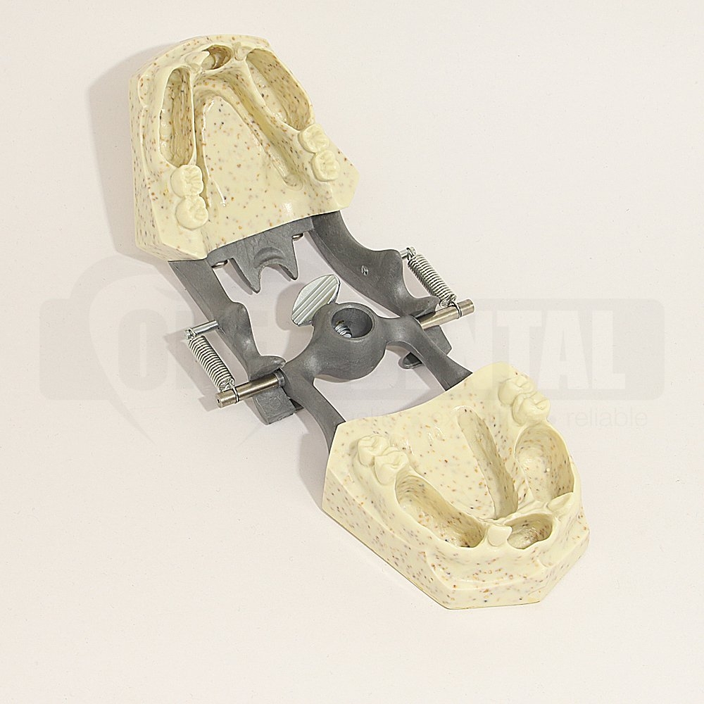 Endo Model X-865 with hinge and edentulous spaces for natural rooted teeth