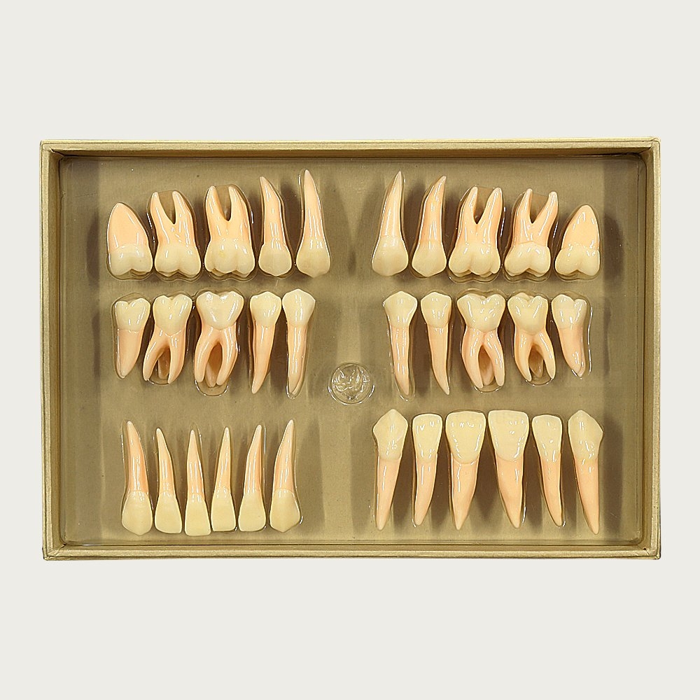 Twice Size Dentine Enamel Set of X Large 32 Teeth