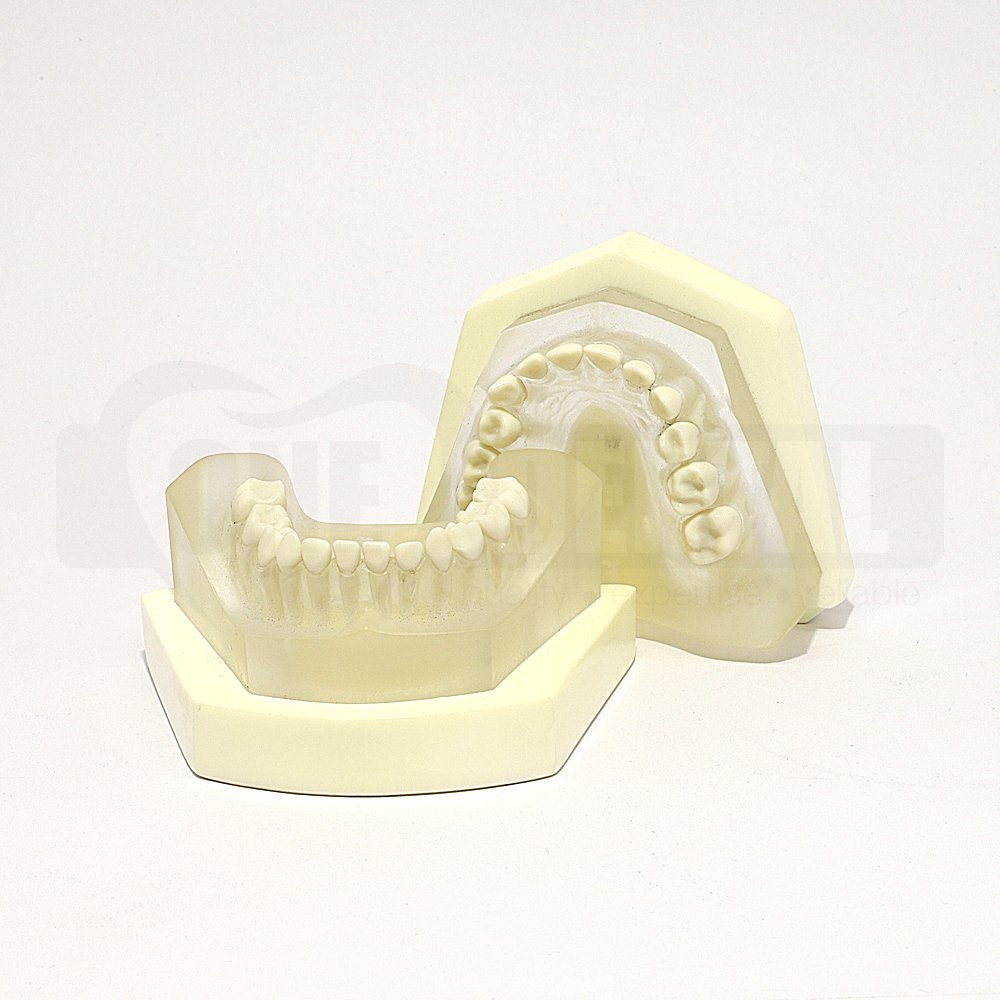 Paediatric Clear Extraction Model MQD With Removable Anatomical Teeth