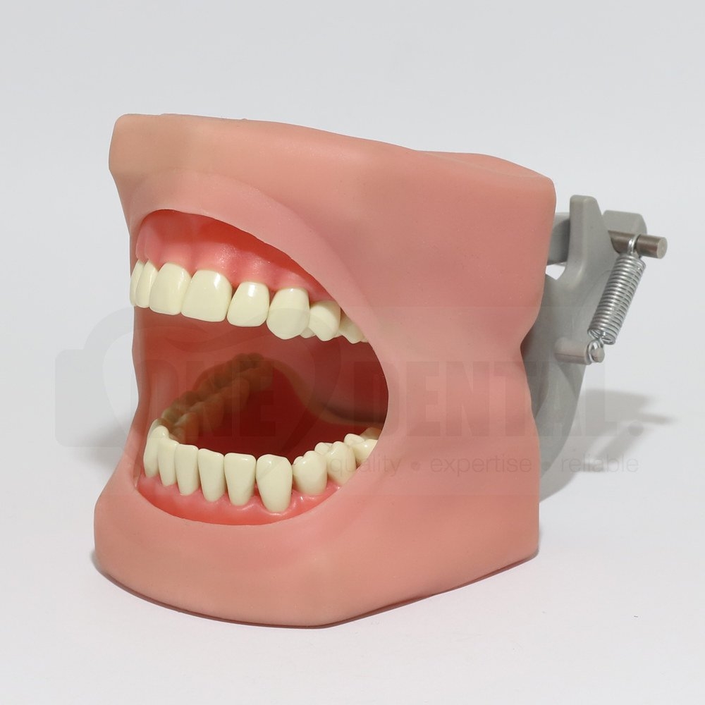 ORAL CAVITY COVER - CHEEKS (model not included)