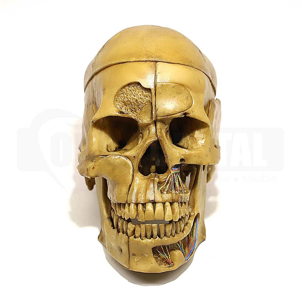 Anatomical Skull with 10 Parts