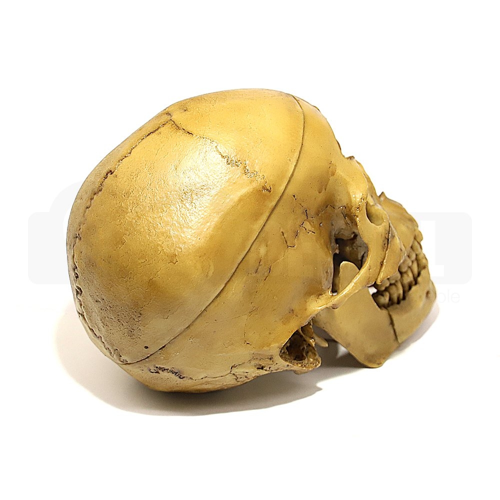 Anatomical Skull with 10 Parts