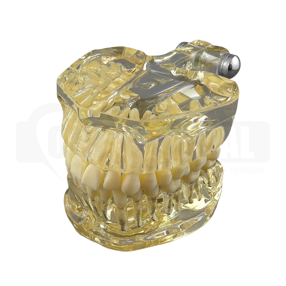 Clear adult model with 32 removable anatomical teeth