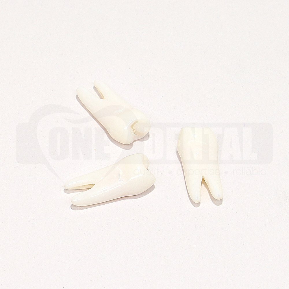 Natural Rooth Endo Tooth 14 Opaque