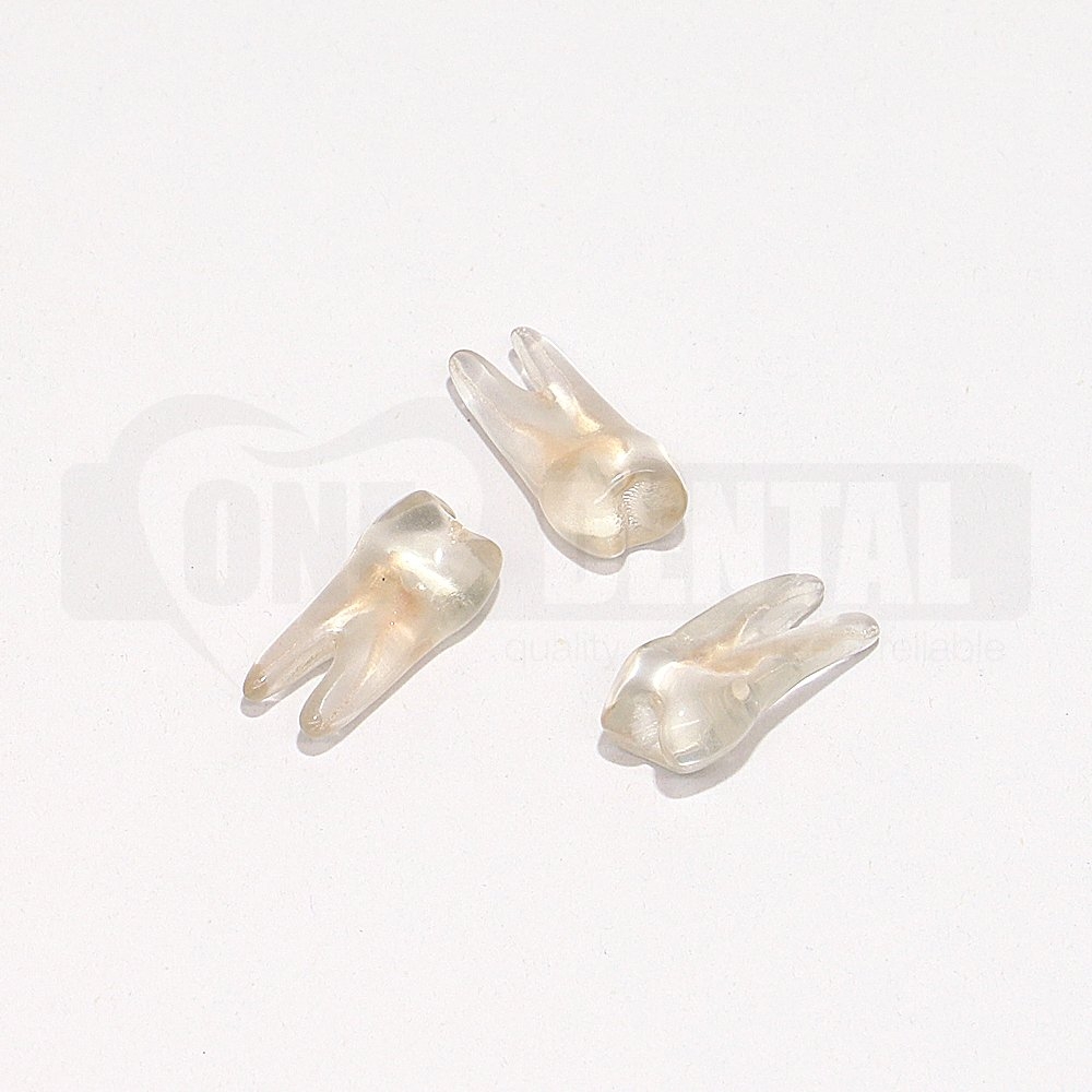 Natural Rooth Endo Tooth 14 Transparent