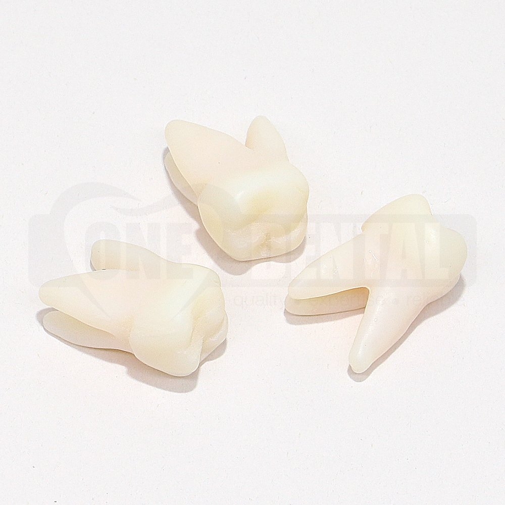 Natural Rooth Endo Tooth 16 Opaque MB1 and MB2