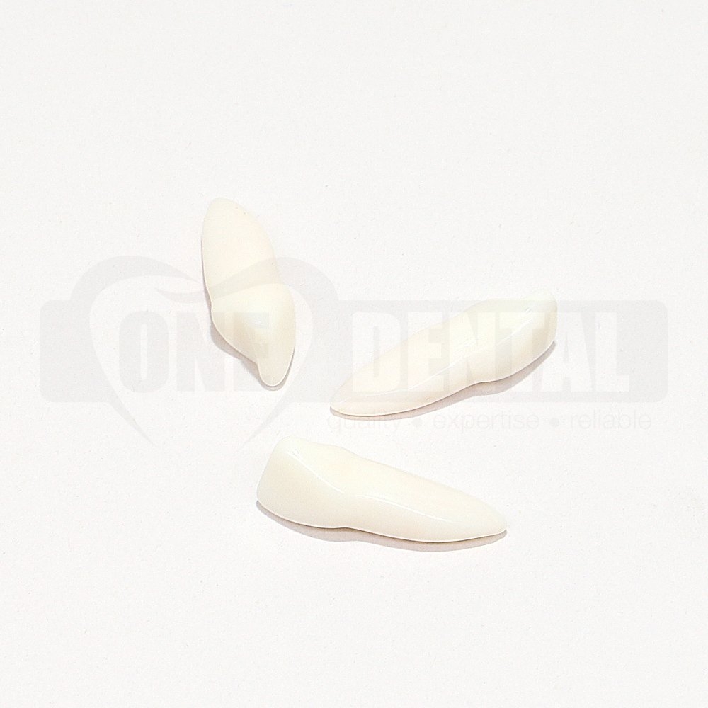 Natural Rooth Endo Tooth 21 Opaque