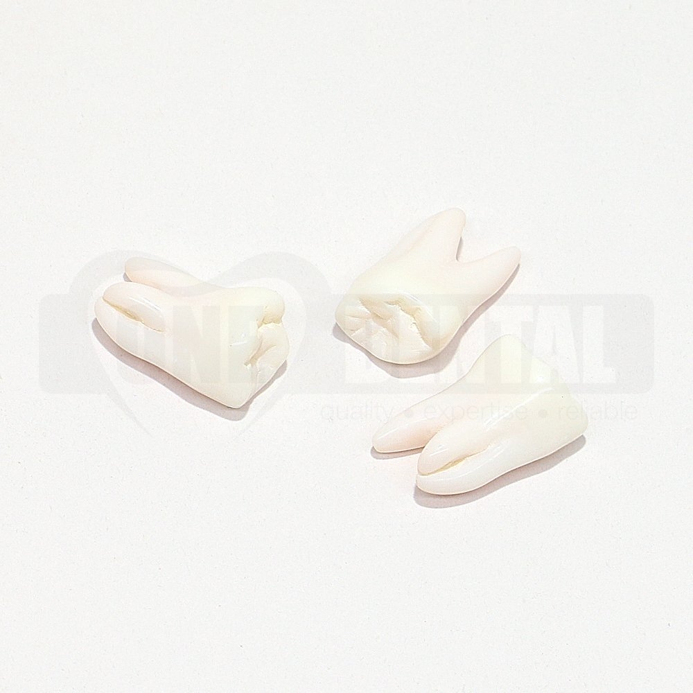 Natural Rooth Endo Tooth 27 Opaque