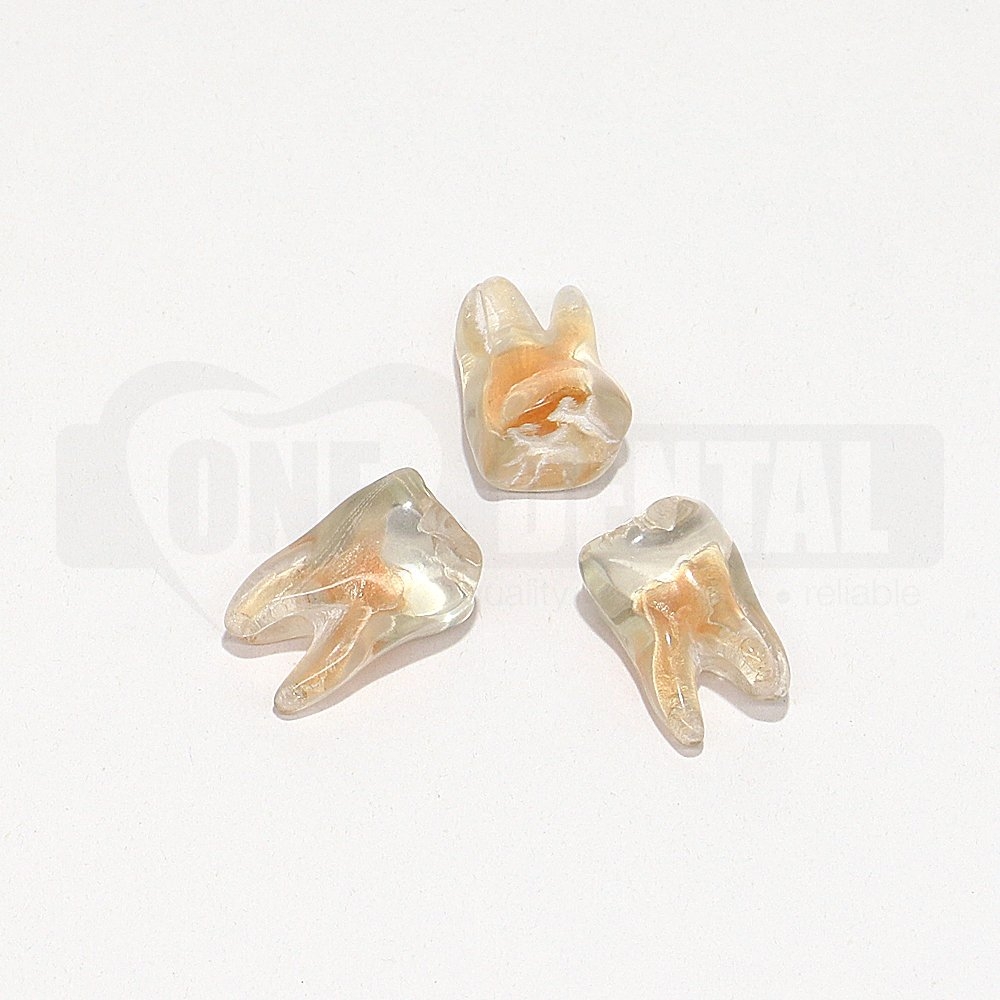 Natural Rooth Endo Tooth 27 Transparent