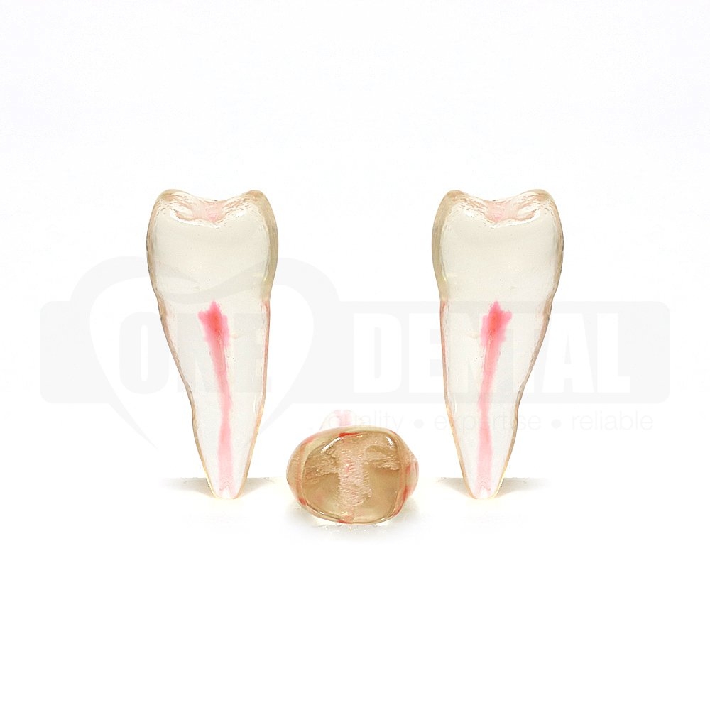Natural Root Endo Tooth 45 Transparent #1