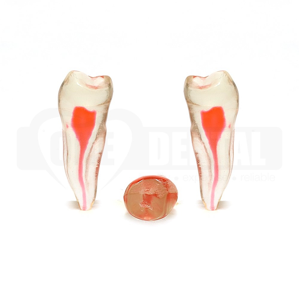 Natural Root Endo Tooth 45 Transparent #2