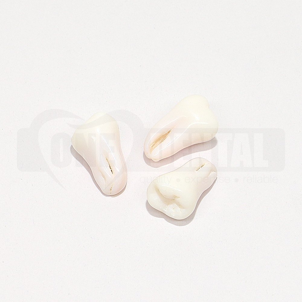 Natural Rooth Endo Tooth 47 Opaque