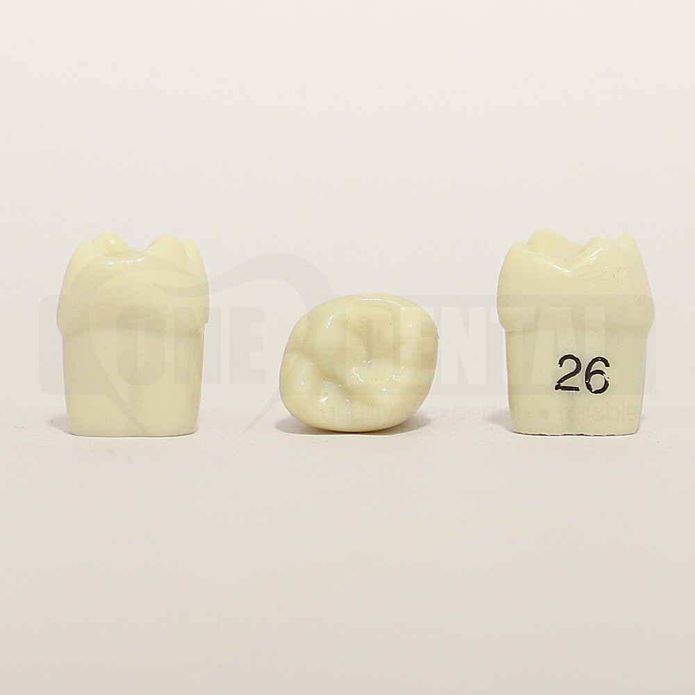 Tooth 26 for 1974 Paedo Model