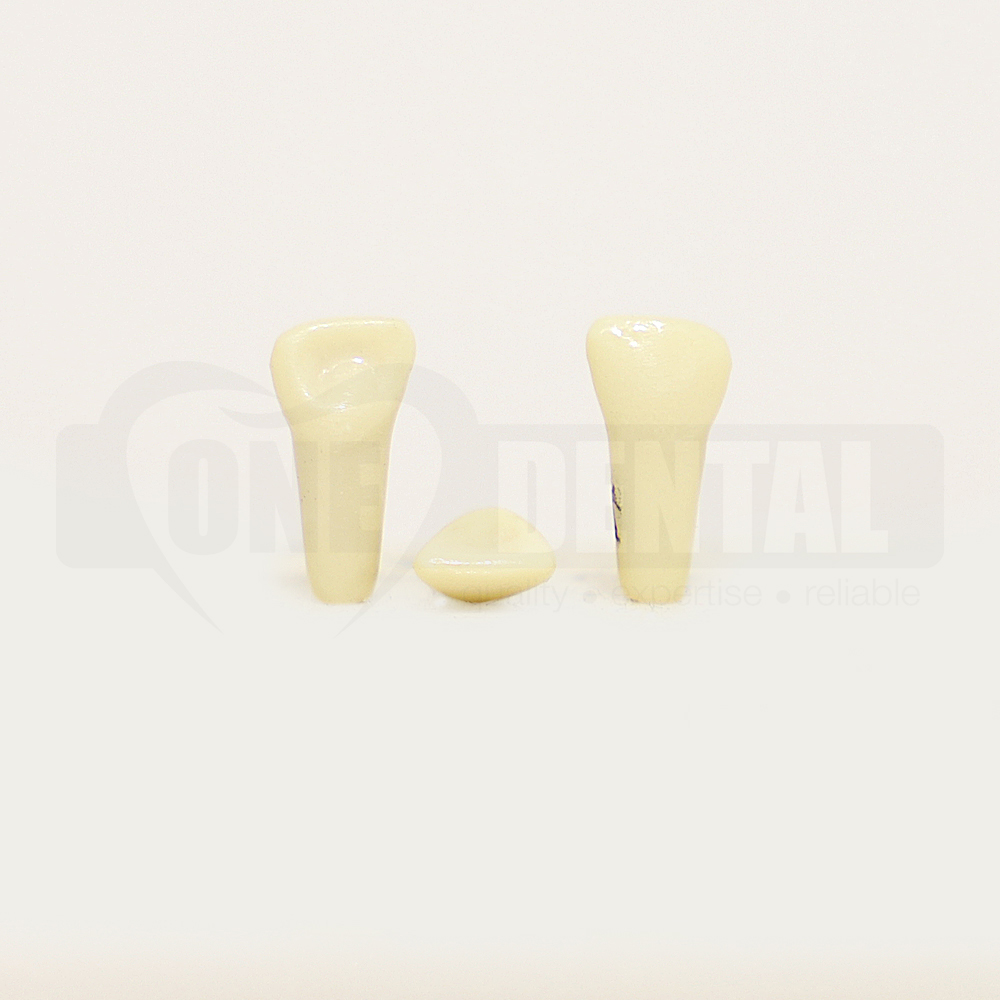 Tooth 51 for 1974 Paedo Model