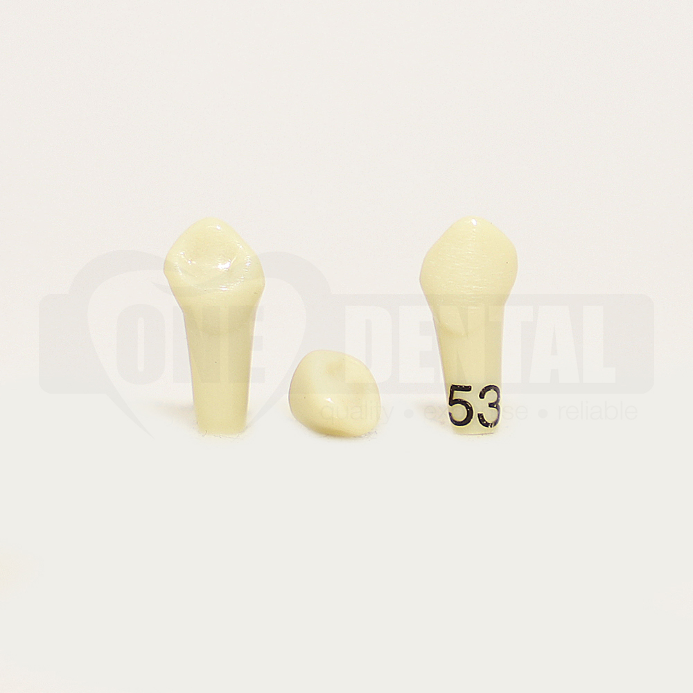 Tooth 53 for 1974 Paedo Model