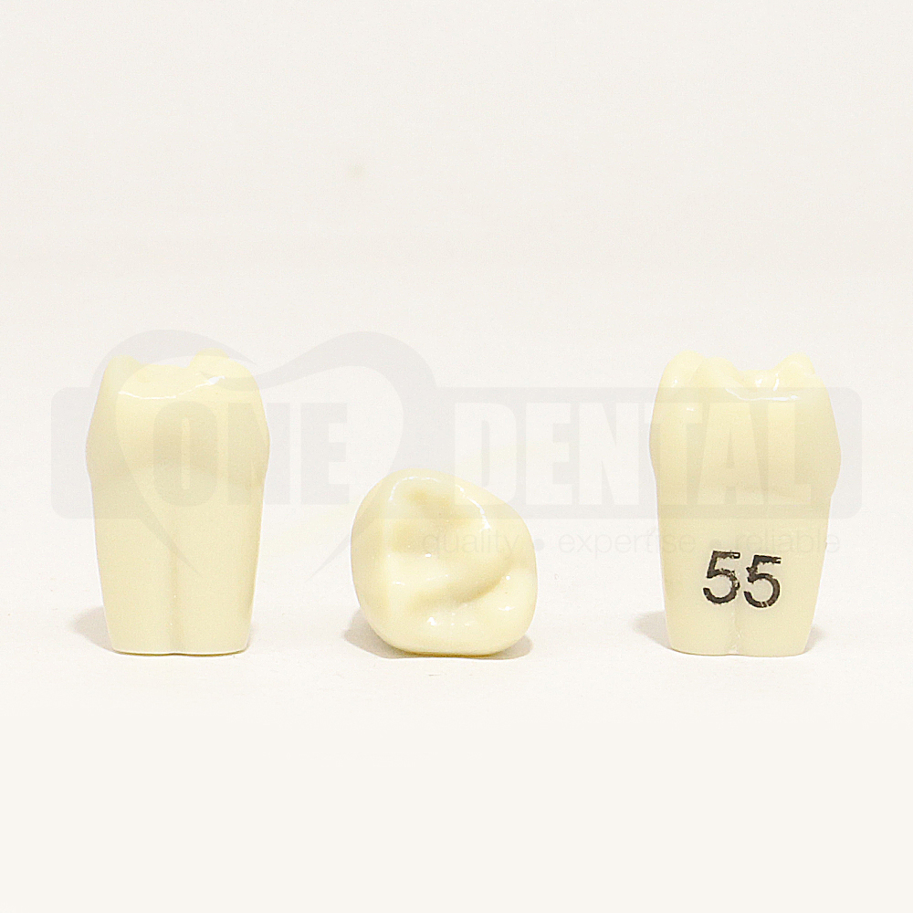 Tooth 55 for 1971 Paedo Model