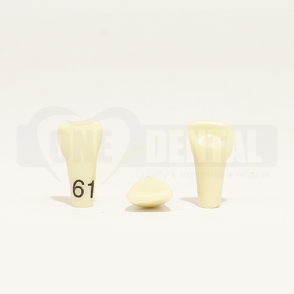 Tooth 61 for 1974 Paedo Model