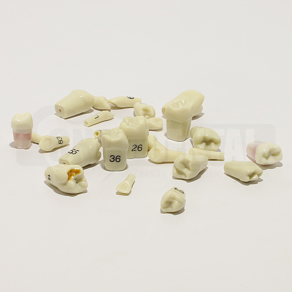 Set of Plain Teeth for CQU 1974 Model