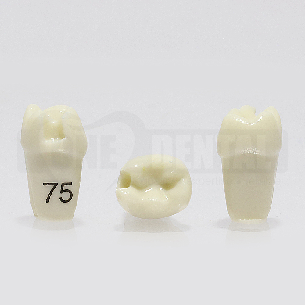 Prep Tooth 75M GW for 1971 Paedo Model