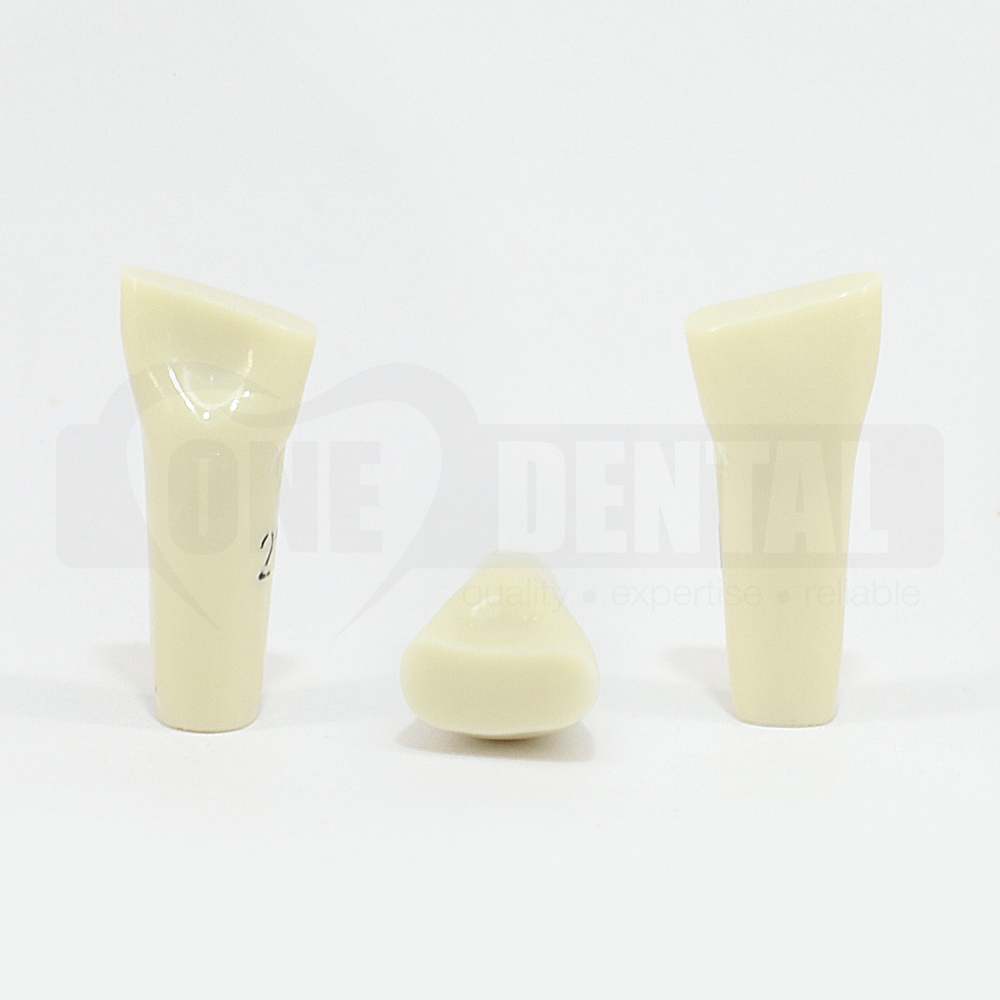 Prep Tooth 21 ET for 2008 Adult Model