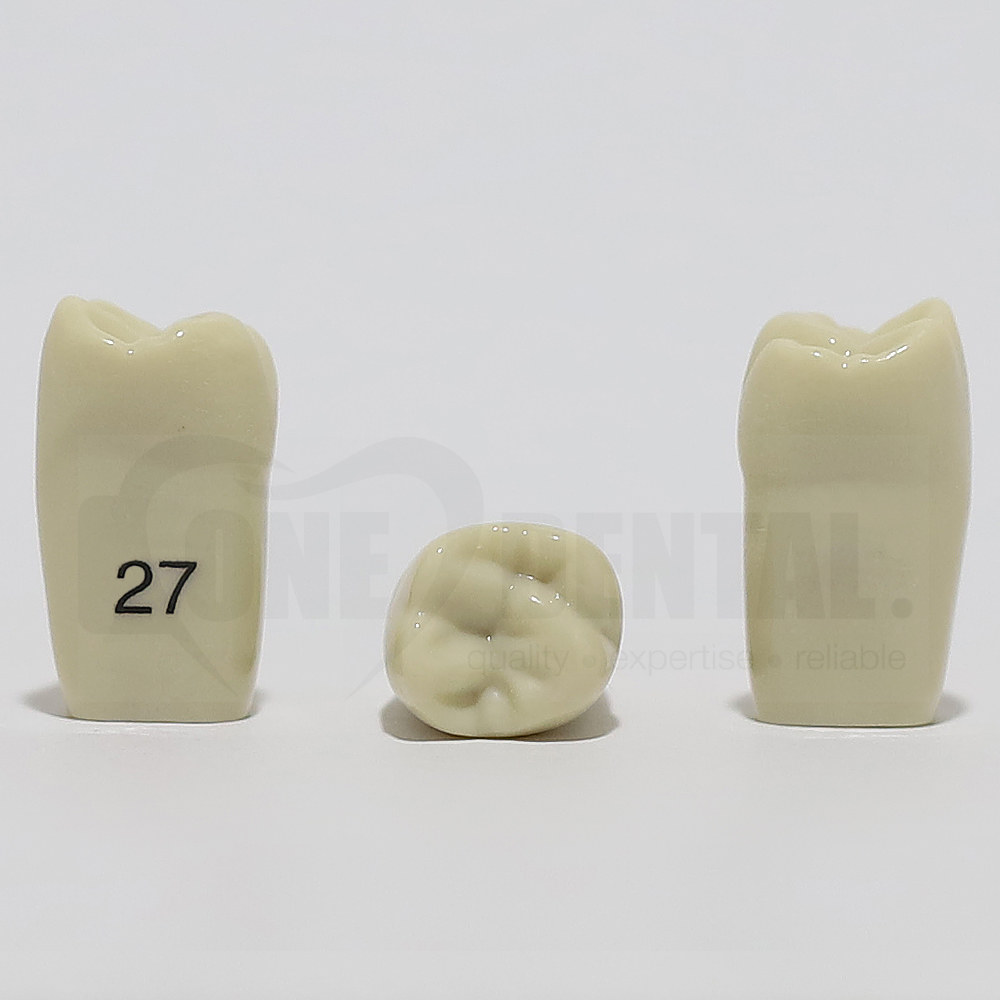 Tooth 27 for 2008 Adult Model
