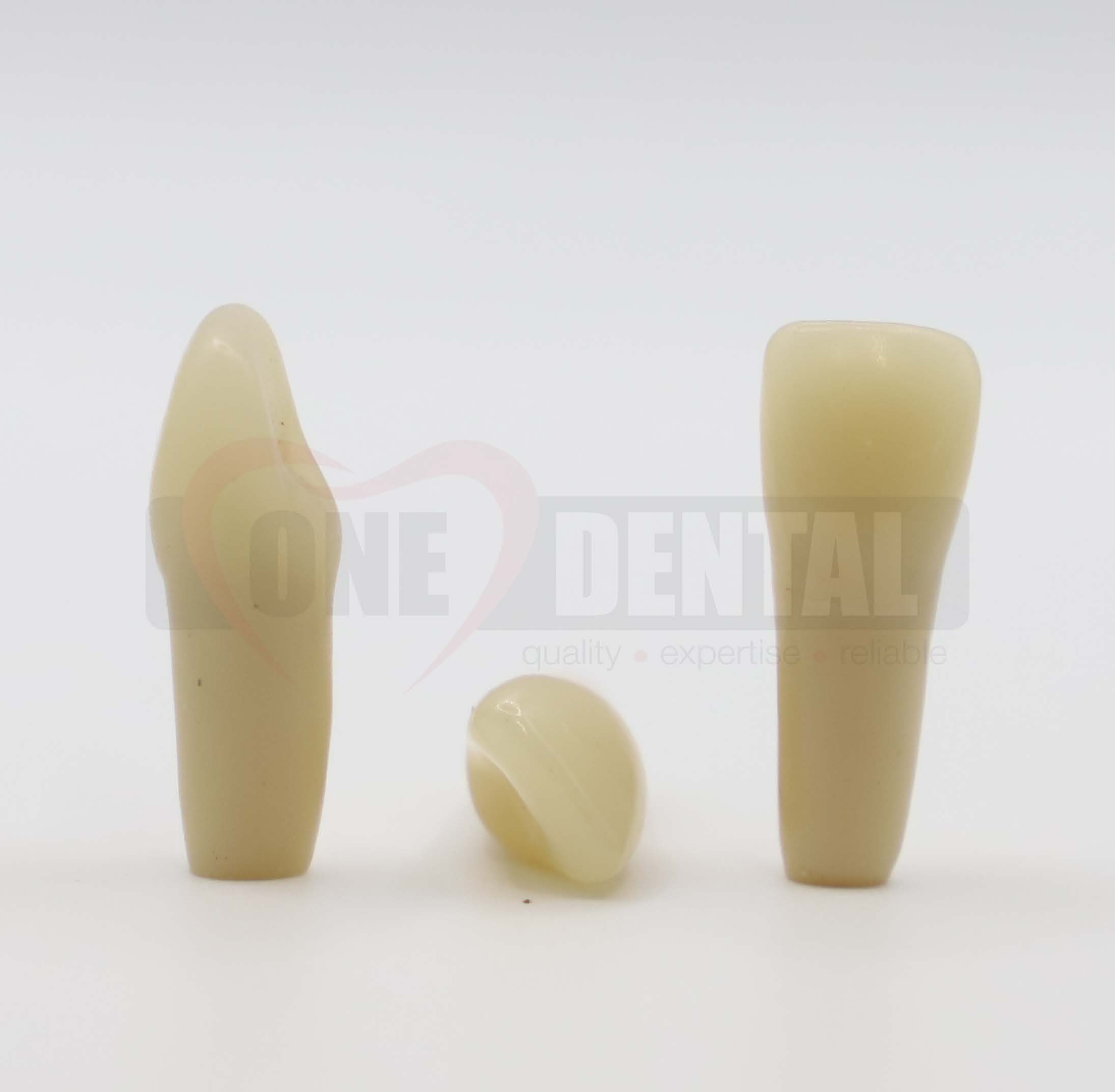 Aesthetic Tooth 11 for 2008 Adult Model