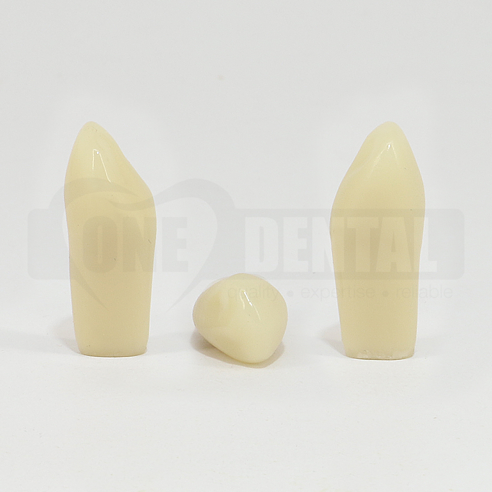 Aesthetic Tooth 13 for 2008 Adult Model