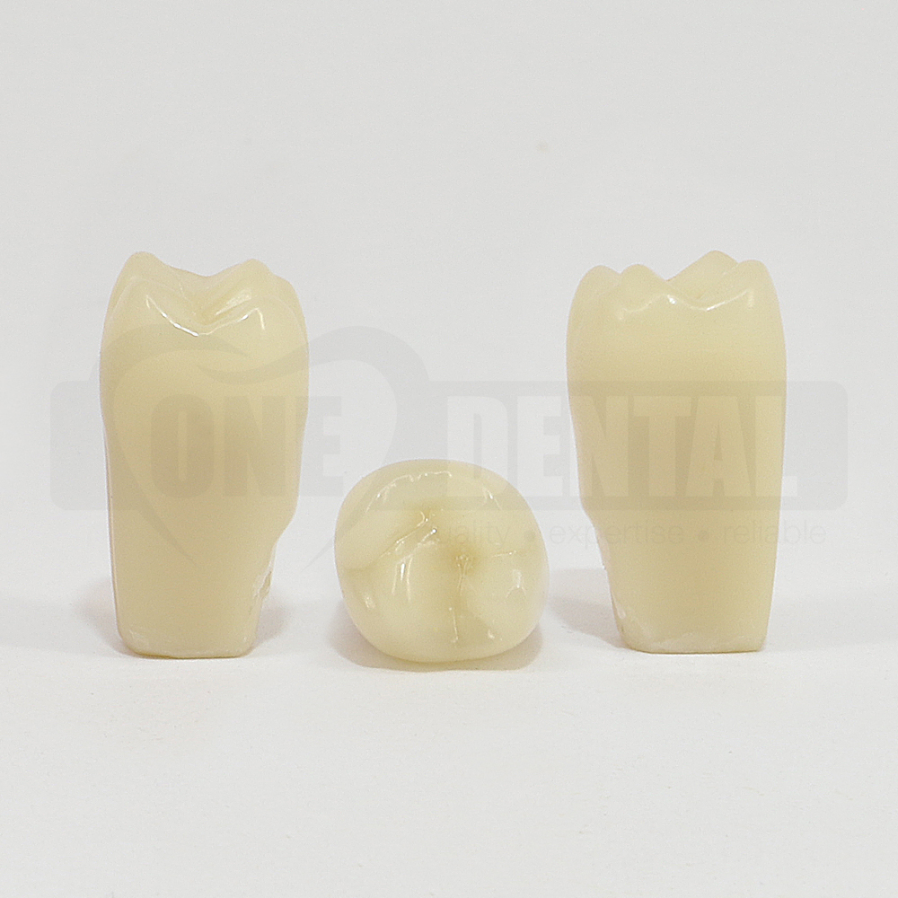 Aesthetic Tooth 16 for 2008 Adult Model