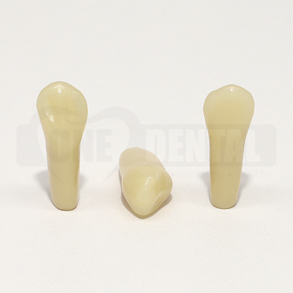 Aesthetic Tooth 23 for 2008 Adult Model