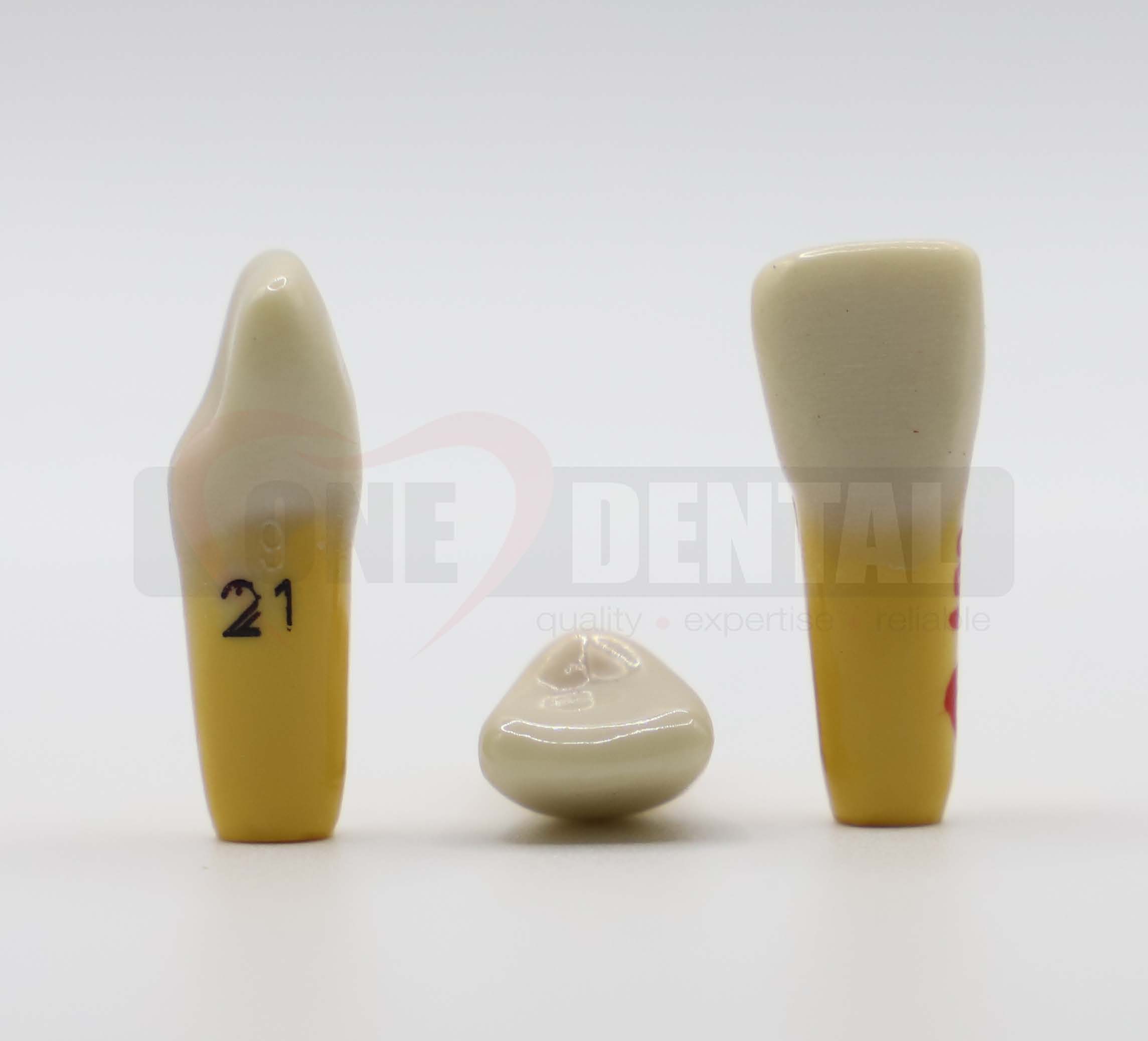 Tooth 21 Dentine Enamel for 2008 Adult Model