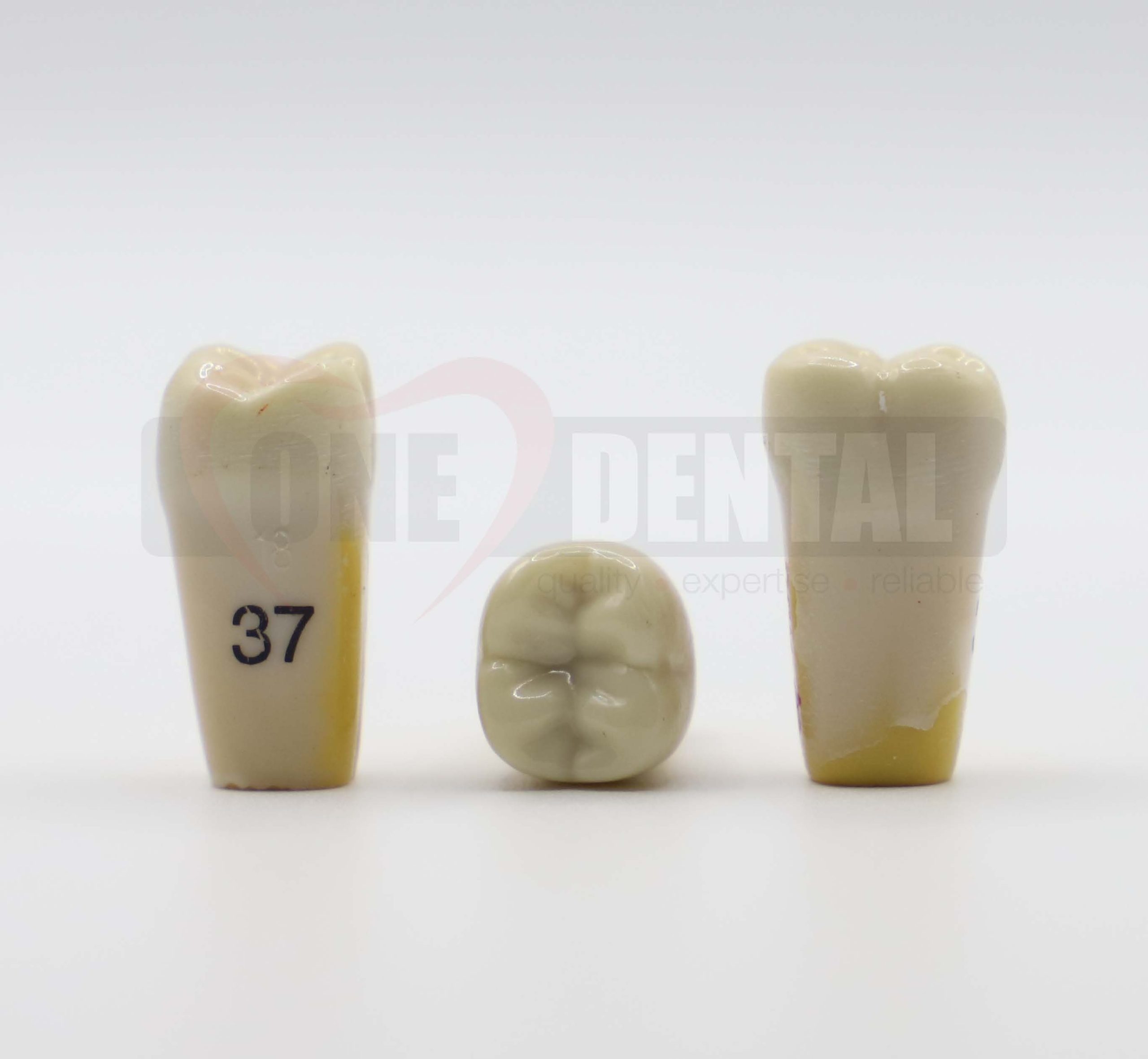 Tooth 37 Dentine Enamel for 2008 Adult Model