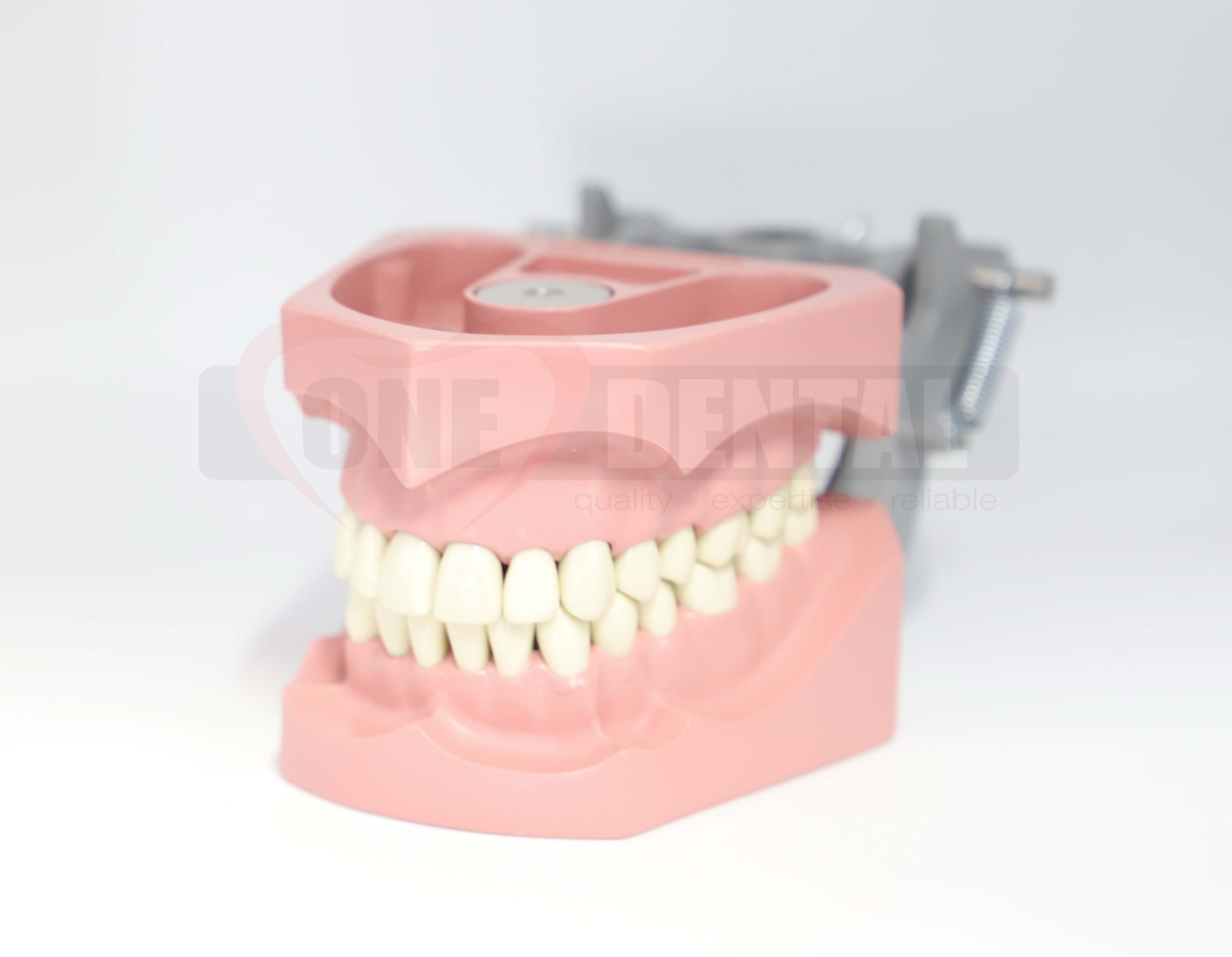 Adult Model Hard Gingivae 32 teeth