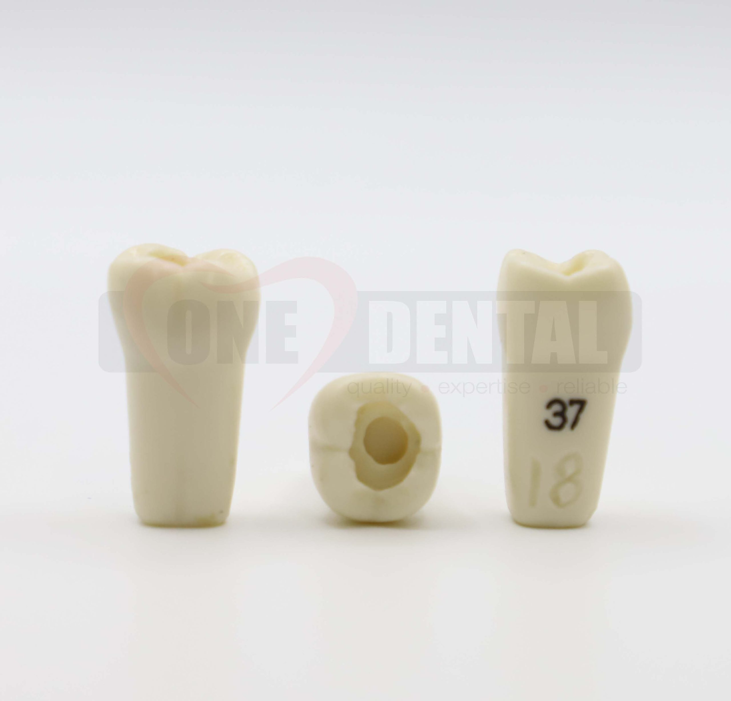 Prep Tooth 37 OCC for 2008 Adult Model