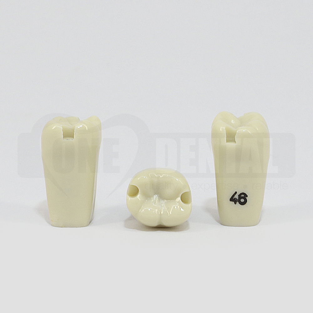 Prep Tooth 46 Mesial and Distal for 2008 Adult Model