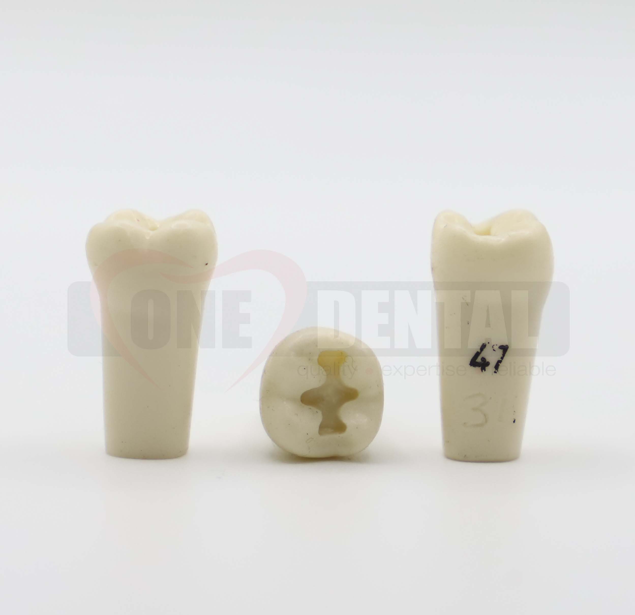 Prep Tooth 47 OCC for 2008 Adult Model